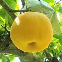[진리마켓 정품]나주 신고배 황금배 꿀배 햇배 먹골배 안성배 하동배 못난이배 화산배 천안 성환배 서생배 상주배 신화배 원황배 3kg 5kg 10kg 15kg 특대 특과, 가정용 5kg 6-7과