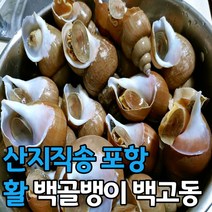 산지직송 포항 활 백골뱅이 1kg 소 중 대, 백골뱅이_1kg중