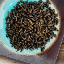 영월 평창다슬기 100% 자연산 생다슬기 특대 3kg, 1박스, 5kg