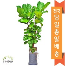 고급 대형화분 개업 축하 화분 전국 당일배송, 10. 떡갈나무
