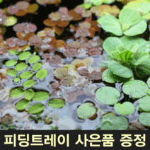 부상수초 세트 부상수초홀더 어항부상수초 구피부상수초, 10뿌리