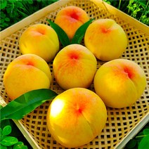 백화점 납품농장 황도 백도 복숭아 특품, 말랑이 3kg (8-15입), 1개