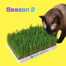 [시즌2] 뮤토 점보 캣그라스 생화 (대용량) 고양이 풀 강아지 풀 도그그라스, 귀리