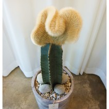 [마블시리즈] 밍크선인장 인테리어 다육식물, 1. 문구 신청안함, 2.핑크, 1. 일반물받침