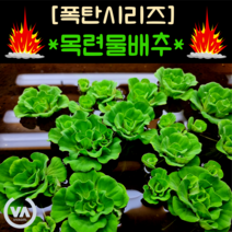 [수초폭탄] 통큰 반값할인!!! 수면 위 한송이 꽃 목련물배추(18뿌리) / 부상수초 초보수초 쿠쿨라타 플루이탄스