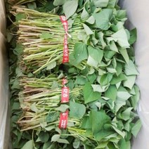 다애네 농장 해남꿀고구마 모종 10kg(4월1일부터 예약 판매 합니다.), 1박스, 4월 30일 도착