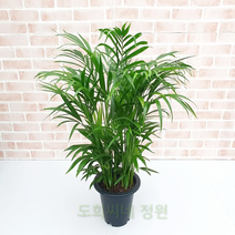 도희씨네 정원>> 눈의 피로를 책임져줄 아레카 야자 중형 260″ class=”wr-img”></a></div>
</p></div>
</p></div>
</p></div>
<div class=