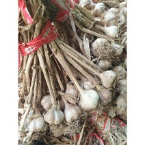 [종자용] 의성 씨마늘 종자용 육쪽, 육쪽씨마늘-1kg