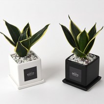 그라토 산세베리아 하니 슈퍼바 미니화분 실내공기정화식물 집들이선물, 화이트
