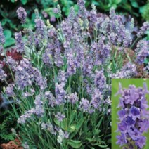 어린모종]허브-잉글리쉬라벤다 엘레강스스카이 : 8cm분/4개 Q2104, 1개