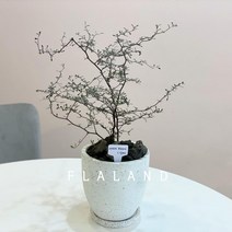 플라랜드 공기정화식물 거실화분 중형 마오리 코로키아 실버 테라조화분, 마오리코로키아(실버)-테라조팽이화분, 선택:코로키아실버_테라조팽이(블랙)