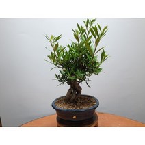 치자(21x8)-분재 (상시판매 수형 랜덤 주문제작)