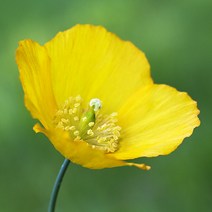 [모야모 꽃씨] 숙근양귀비 Welsh Poppy 2색상 씨앗 선택구매, 주황 50립