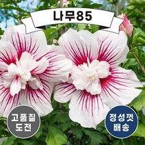 (나무85) 겹꽃 쉬폰무궁화 4종 시리즈 (2리터 포트), 겹꽃무궁화 (스타버스트쉬폰) 2리터 포트