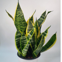 산세베리아(배송비 무료 이벤트) 슈퍼바(3~5촉) 공기정화 식물 (45~55cm)