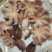 활주꾸미 서해안 산지직송 국내산 알배기 주꾸미 생물 쭈꾸미 활쭈꾸미 제철 1kg, 빙장포장(주꾸미 중량 1kg)