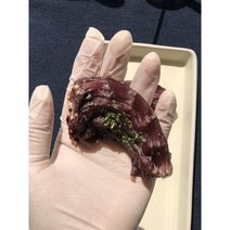 메이드알콩 오리목뼈100g