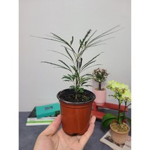 이브가든 아라리아 아랄리아 / 전체높이 25CM 식물높이 20CM 내외입니다, 1개