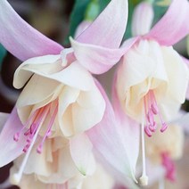 [어린모종]후크시아 : 8cm분, 안나벨