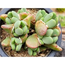 축전 코노피튬 희귀다육 키우기쉬운 다육식물, 1개