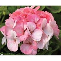 제라늄-화이트투로즈 10cm화분묘 (묘종 3개 묶음) 내한성다년초 상시연속개화 무늬변이종 투톤칼라 [꽃심야생화]