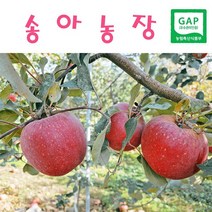 [송아농장] 맑고 깨끗한 얼음골사과 GAP인증 산지직송 5KG/10KG, 10kg 40과
