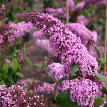 모종/ 붓들레아(핑크딜라이트) 10cm포트/3개 r558, 3개