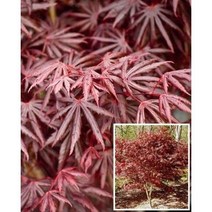 야생화피어나라플라워 일본단풍(센카키)