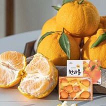 기타 [블랙프리미엄] 제주 특품 한라봉 (5kg /17과내외), 1개