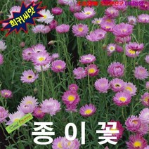 (희귀씨앗) 종이느낌의 종이꽃 로단테 핑크혼합 15립