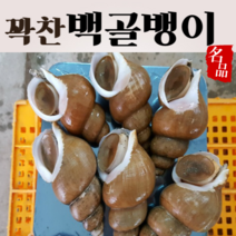 (최상품) 백골뱅이 생물 백고동 활 골뱅이 동해안 대 특대 산지직송, 특대(5~11)