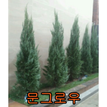 문그로우나무 키80~1m 나무 묘목 문그로우나무