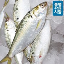 [통영수산물시장] 자연산 전어(빙장) 2kg 30미 내외