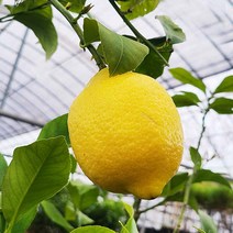 [이삽저삽] 왕레몬나무화분(키60~70cm내외/화분포함) 레몬나무 레몬트리 시트러스 결실주/ 열대과일나무 레몬차 레몬쥬스 비타민C풍부/ 공기정화식물 관상용