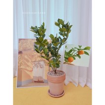 유주나무 황금열매 과실수 대품, 기본포트 분갈이(x)
