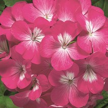 유럽제라늄씨앗 발아율 좋은 제라늄키우기 링고2000 색상, 링고2000 핑크 씨앗 5립+5립