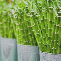 [캔들이케아] 국내산 프래그런스 오일 50ml 108종, 87_대나무