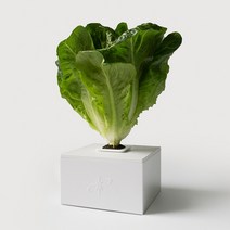 [엽채류] 네모미 수경재배 키트, 로메인, 단스탠드(실버)