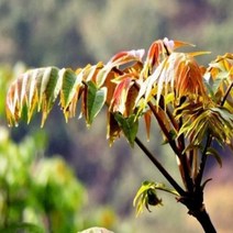 참죽나무묘목 실생1년 h10cm-h20cm전후 20주묶음