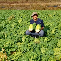 HACCP인증 전라남도 땅끝마을 해남 최상품 김장용 배추 절임배추 20kg, 12/21(수)도착