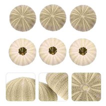 자개조명 거실 레트로 조명 성게 조개 껍질 바다 에어홀더 화분 냄비 다육이 장식 자연 꽃병 해상 미니 Di, 01 Green_01 5X5X3.2CM