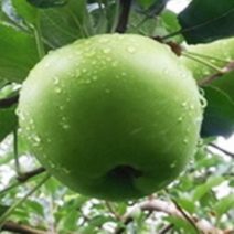 사과나무 묘목 아오리사과나무 청사과나무 2중접목, [ 아오리사과나무 묘목 ]