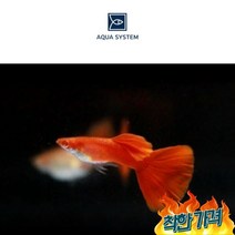 알비노 풀 구피 이도살, 수컷