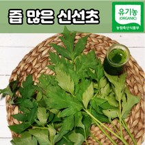 친환경 유기농 신선초 녹즙용 1kg 2kg 3kg, 신선초 1kg, 1개