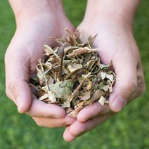 국산 가시 꾸지뽕(가지 잎) 200g 구지뽕 꾸찌뽕 구찌뽕 한약재 약초, 1B79_국산 가시 꾸지뽕(가지 잎) 200g