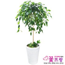 꽃뜨랑 전국배송 대형화분 행운목 해피트리 스투키 금전수 개업화분 당일배송꽃배달, B05 킹벤자민, 1개