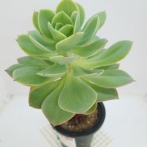비취후리데 다육이 중품 가을다유기 다육식물1-60, 단품, 1개