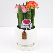 어버이날 카네이션 스투키 공기정화 식물 화분 부모님 선물, 01.카네이션스투키-Jar1