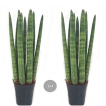 트리앤 1+1 스투키 정품 산세베리아 수퍼바 금전수 다육이 공기정화식물 미세먼지제거식물, 09. 1+1 스투키179-30cm-7촉 이상 1개