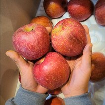못난이 흠집 꿀 부사 사과, 03. 5kg (22-24소과)